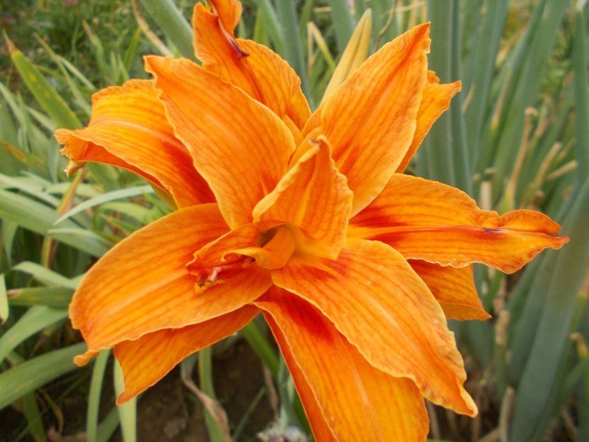  - Hemerocallis 2018