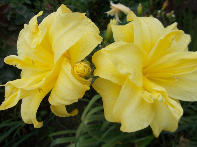  - Hemerocallis 2018