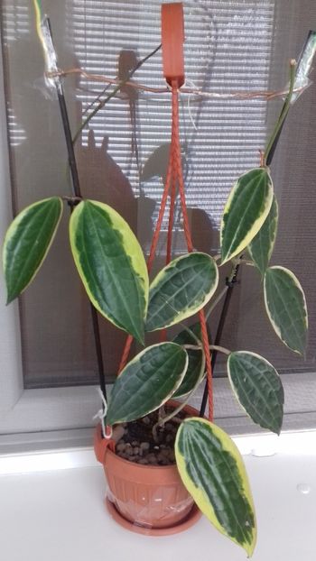 Hoya Macrophylla - Macrophylla Albomarginata