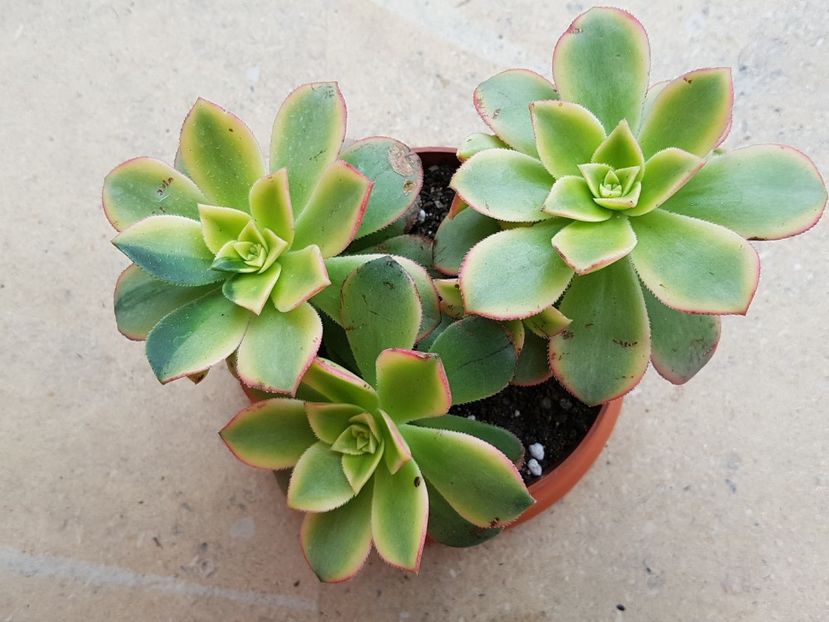 Aeonium kiwi - Aeonium