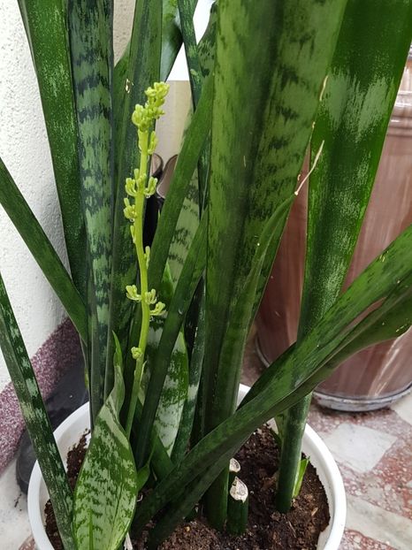 Sansevieria trifasciata din nou cu bobocei si in 2018 - Sansevieria