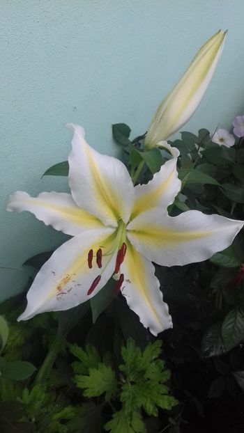 Baferrari - Crini 2018