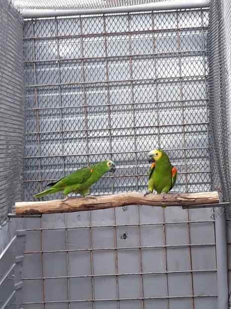  - Amazon cu fruntea rosie albastra galbena