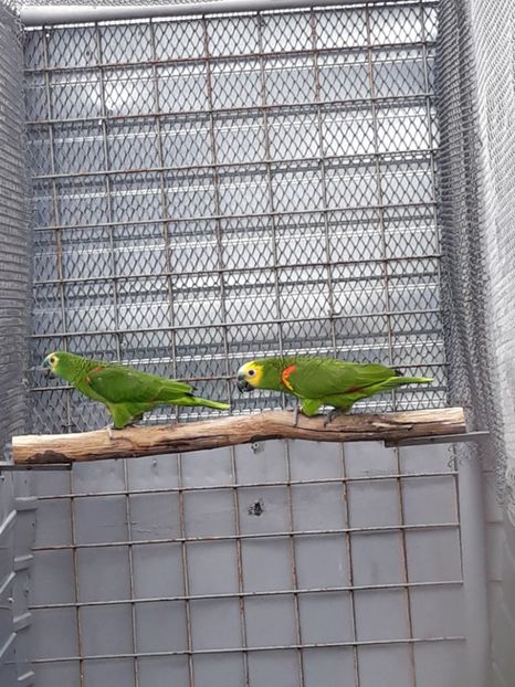  - Amazon cu fruntea rosie albastra galbena