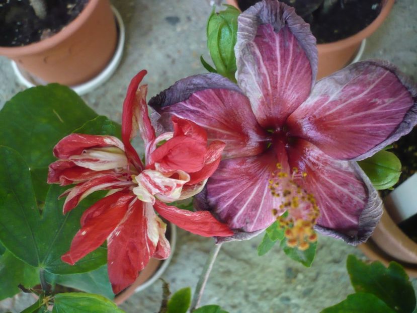 29.06.2018 - HIBISCUSI 2018-2