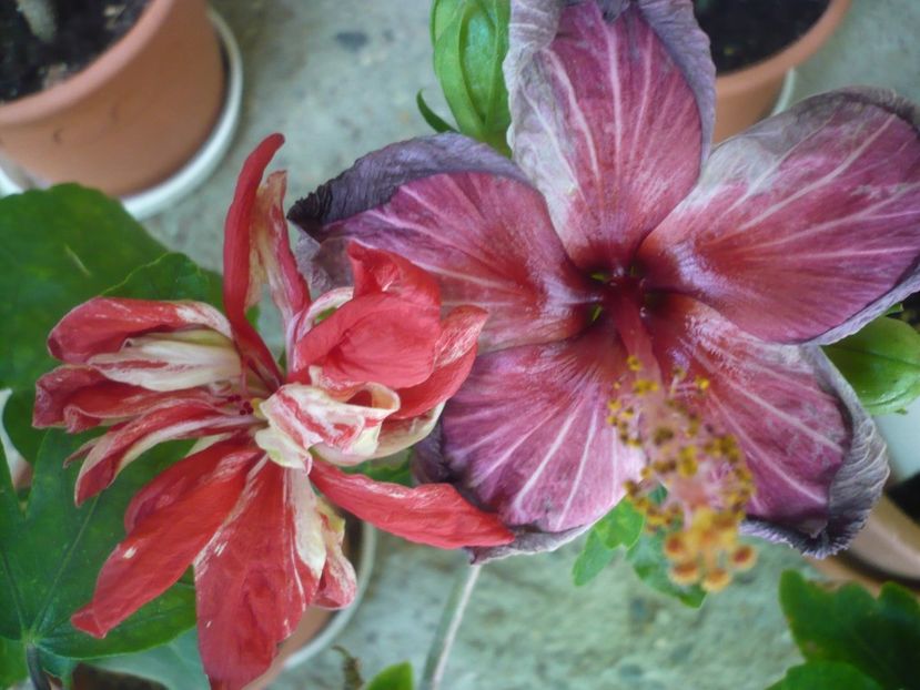 P1380390 - HIBISCUSI 2018-2