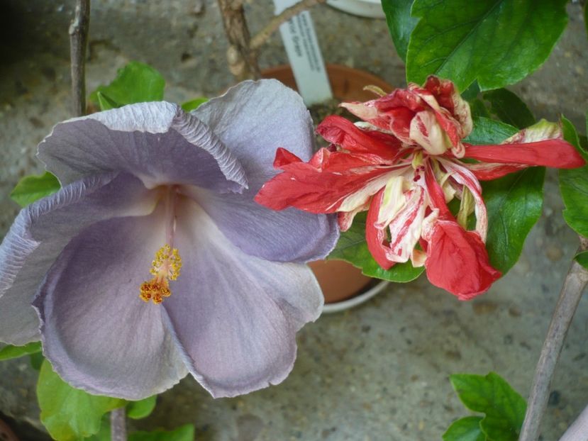 P1380391 - HIBISCUSI 2018-2