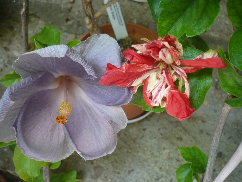 P1380392 - HIBISCUSI 2018-2