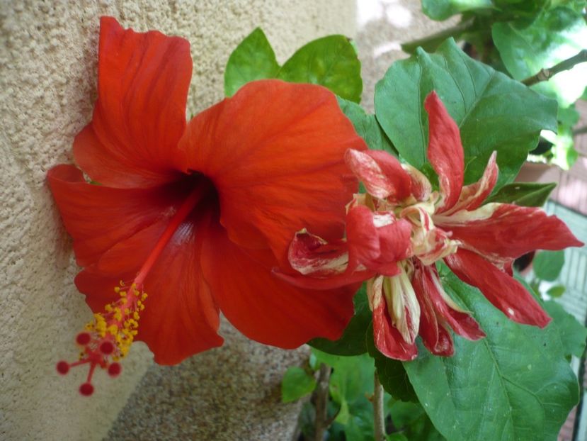 P1380393 - HIBISCUSI 2018-2