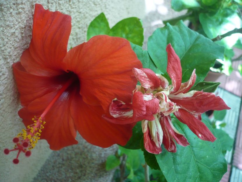 P1380395 - HIBISCUSI 2018-2