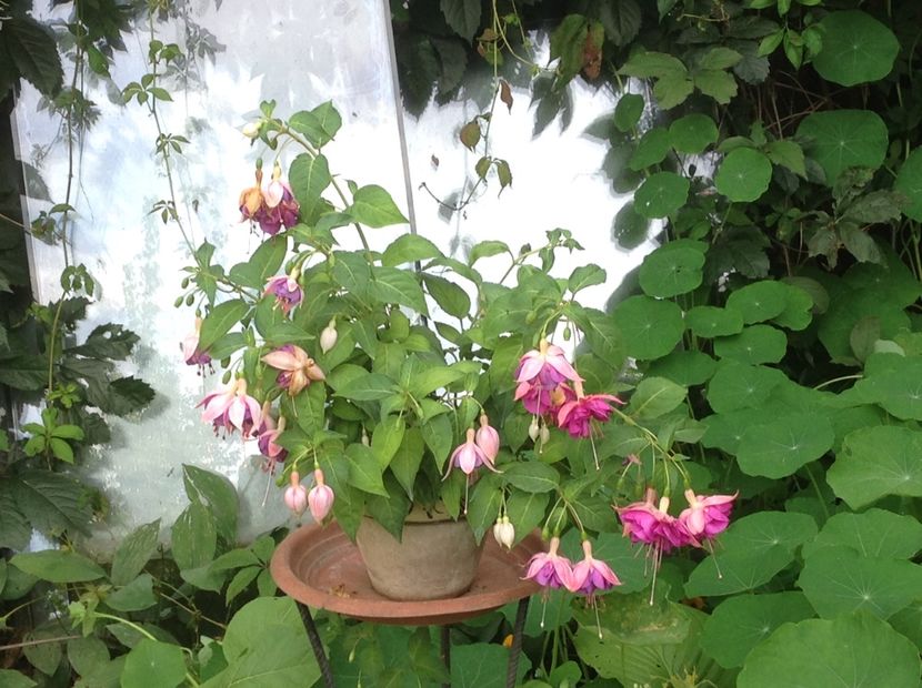  - Fuchsia 2018