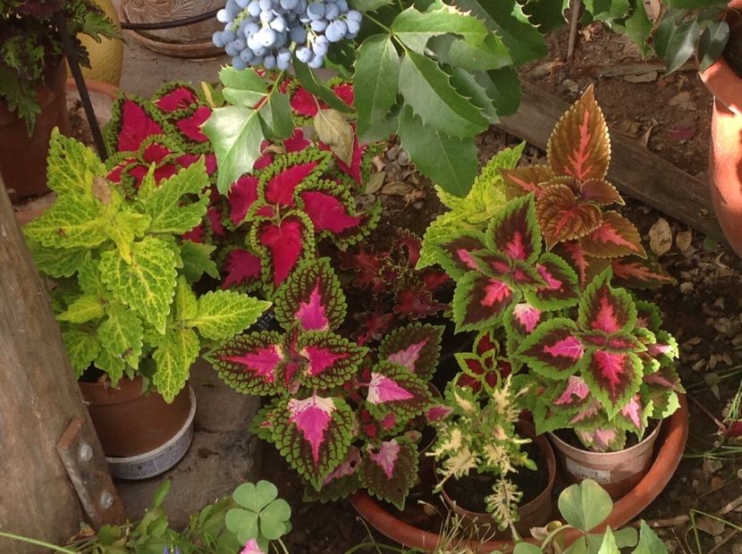  - Coleus Urzicuță