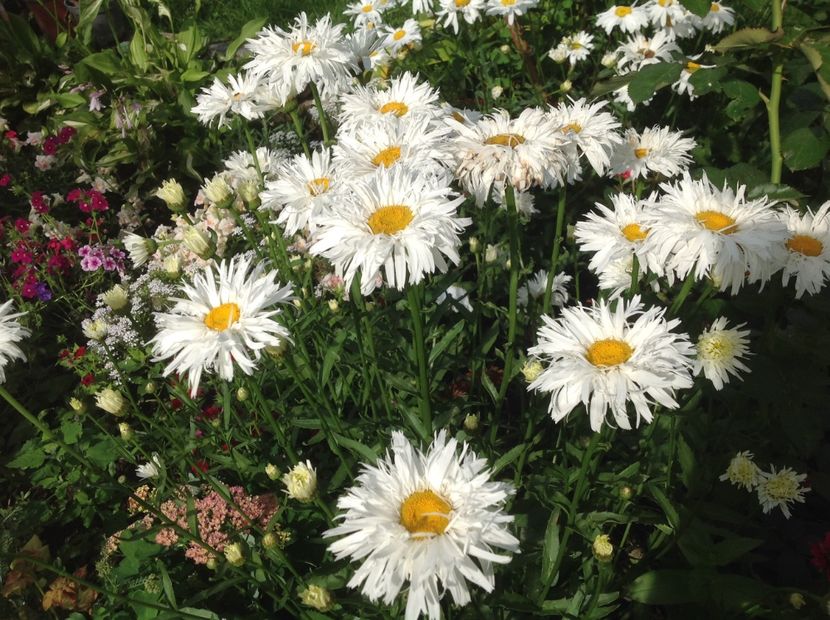  - Inceput de Iulie 2018