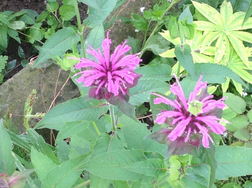  - Inceput de Iulie 2018