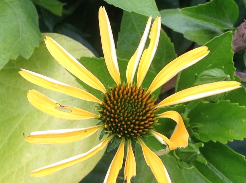  - Inceput de Iulie 2018