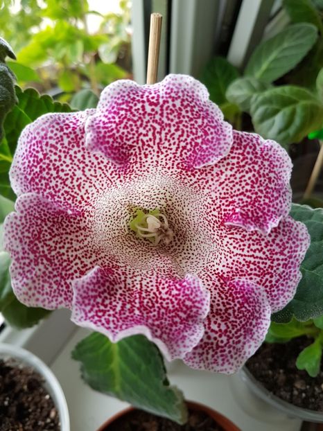  - gloxinia 2018