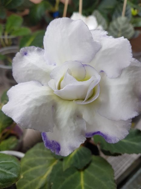 11-1 - gloxinia 2018