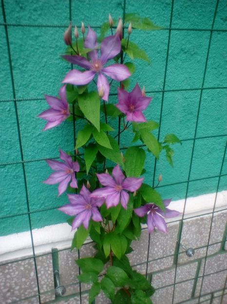 29 06 2018 - Bagatelle