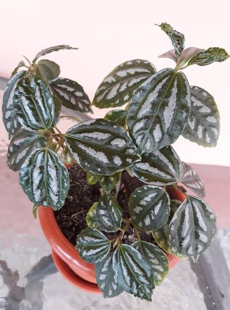  - 2018 - Florile mele