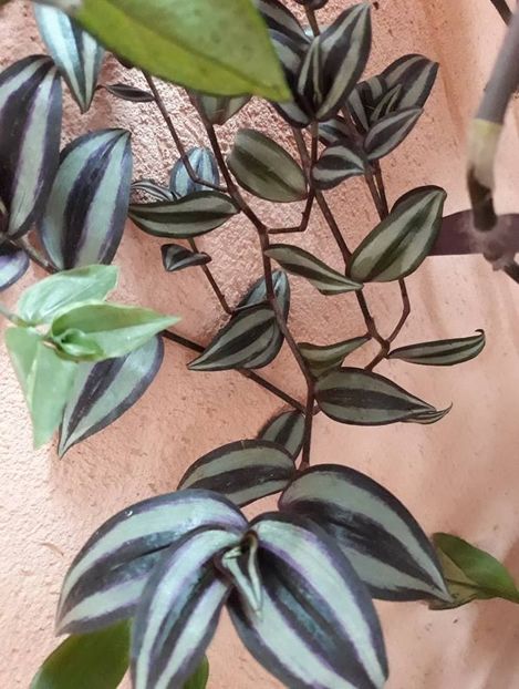  - 2018 - Florile mele