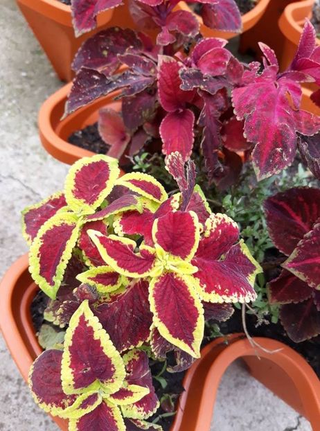  - 2018 - Florile mele