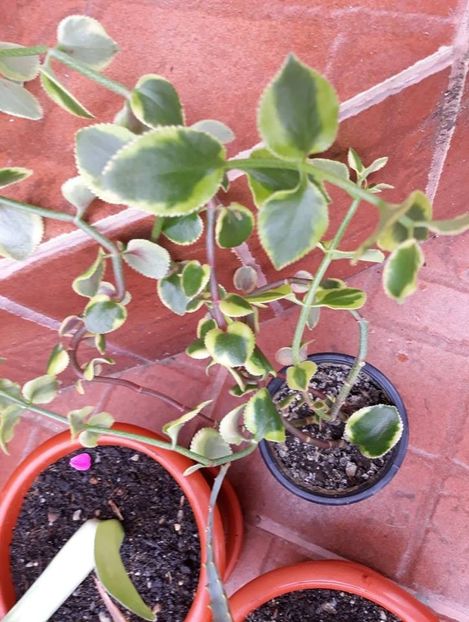  - 2018 - Florile mele