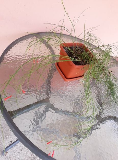  - 2018 - Florile mele