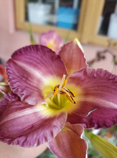  - 2018 - Florile mele