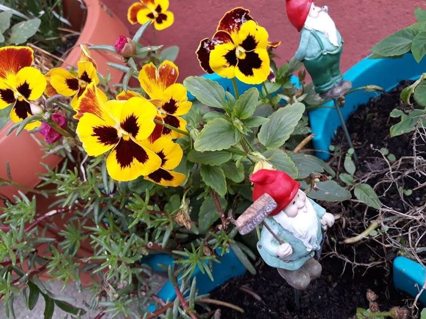  - 2018 - Florile mele