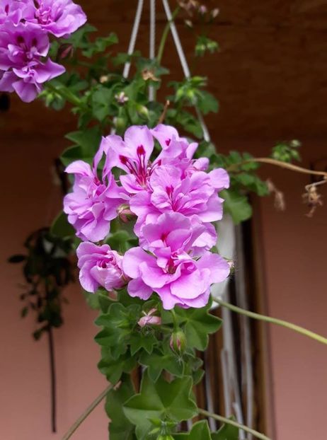  - 2018 - Florile mele