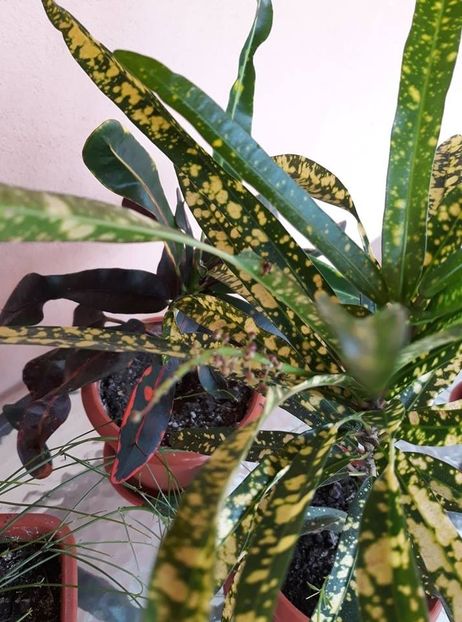  - 2018 - Florile mele