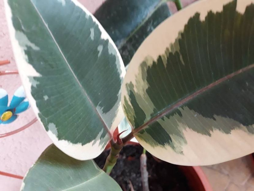  - 2018 - Florile mele