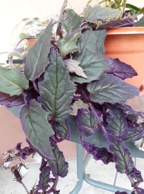  - 2018 - Florile mele