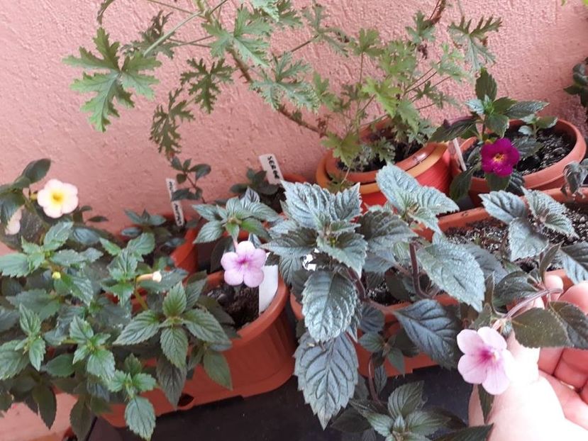  - 2018 - Florile mele