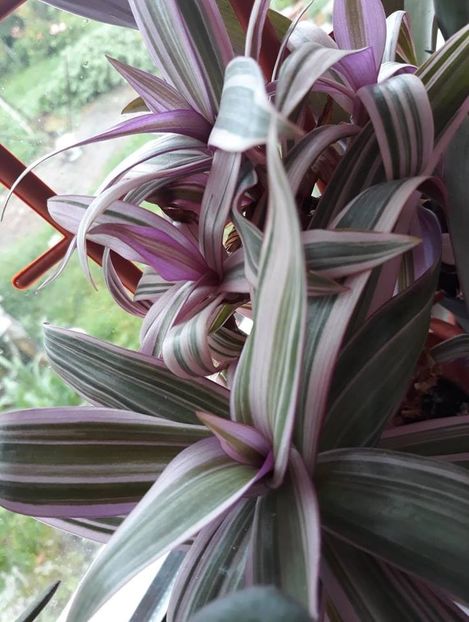 36325246_10205288015837490_9158061368287428608_n (1) - 2018 - Florile mele