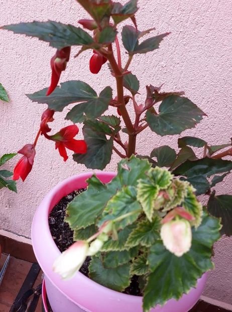  - 2018 - Florile mele