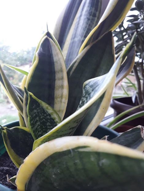  - 2018 - Florile mele