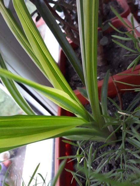  - 2018 - Florile mele