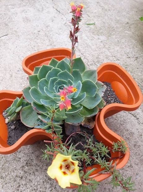  - 2018 - Florile mele