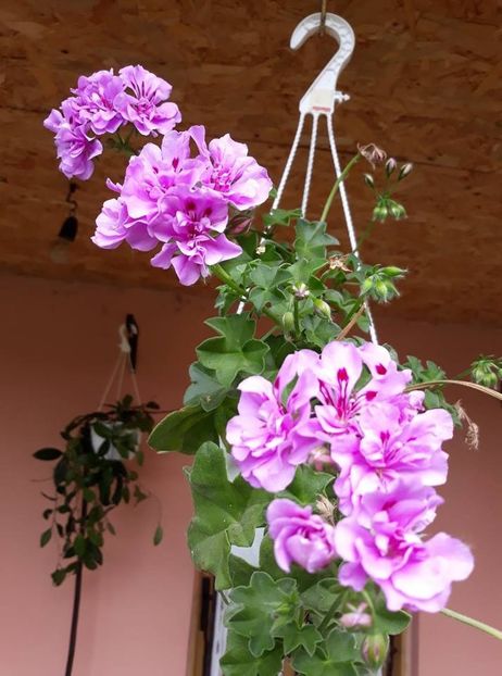  - 2018 - Florile mele