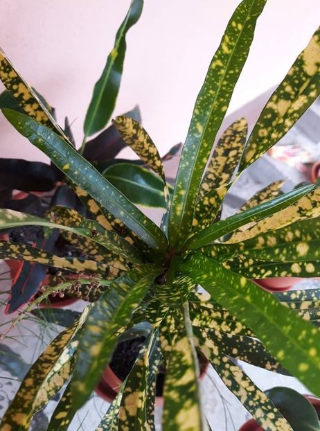  - 2018 - Florile mele