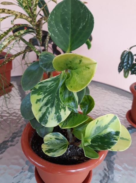  - 2018 - Florile mele