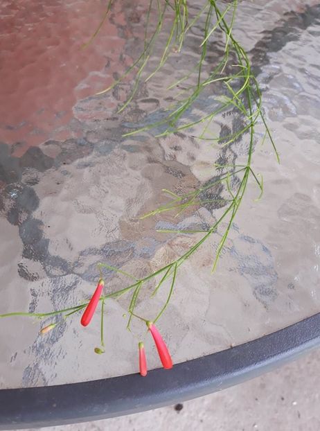  - 2018 - Florile mele