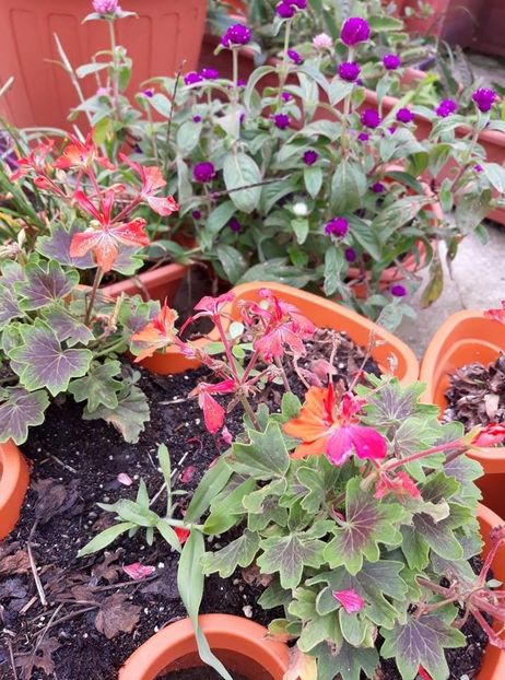  - 2018 - Florile mele