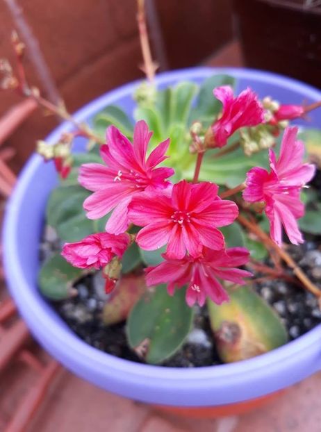  - 2018 - Florile mele