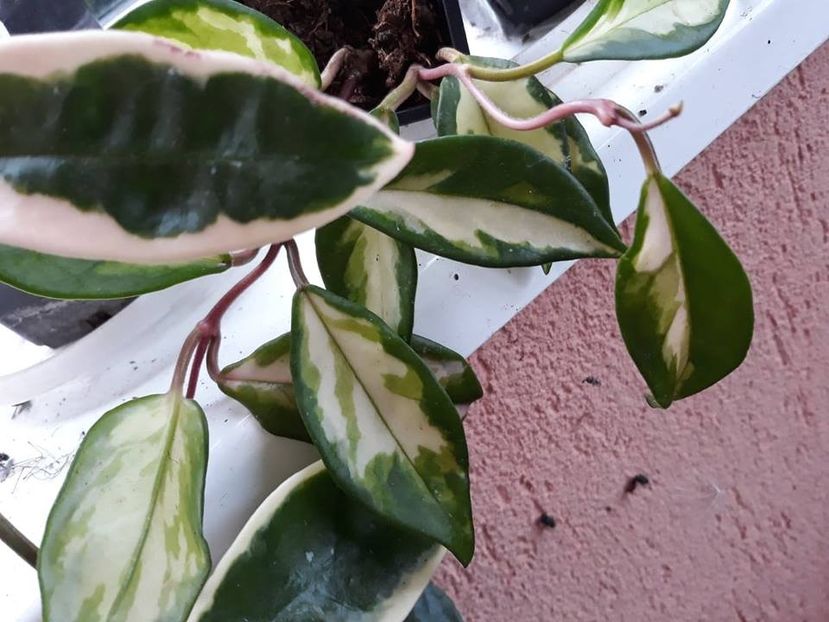  - 2018 - Florile mele