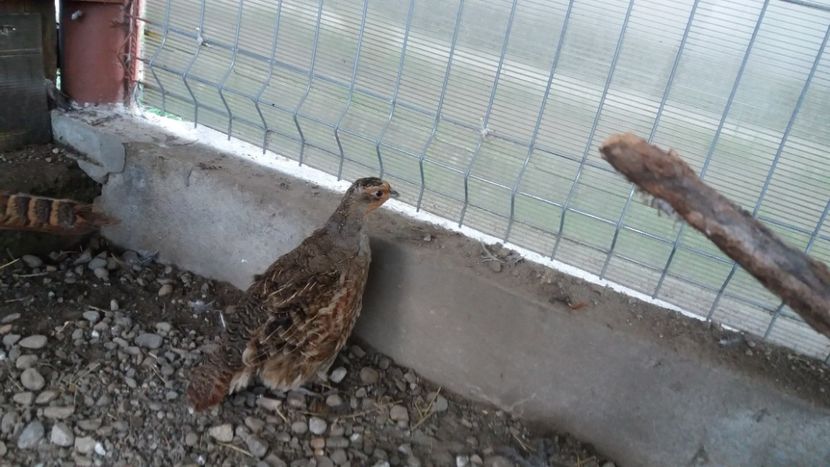  - Potârniche Comună
