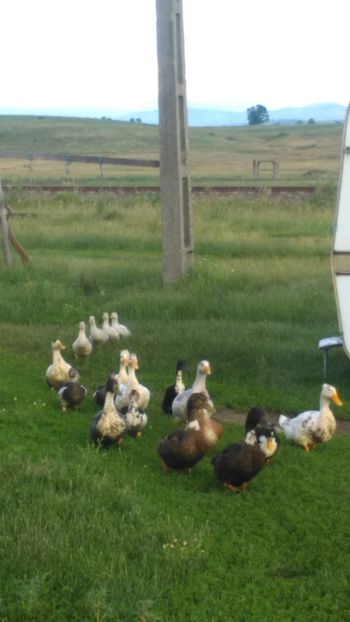  - Ratuste comune bobocei 18 !!