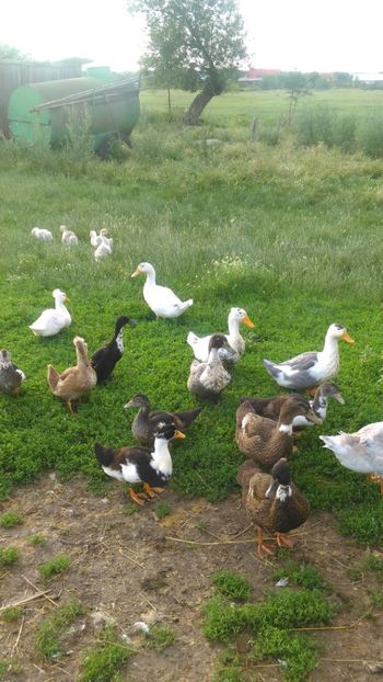  - Ratuste comune bobocei 18 !!