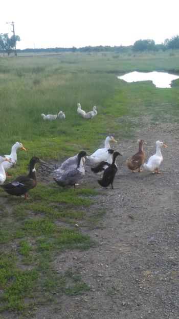  - Ratuste comune bobocei 18 !!